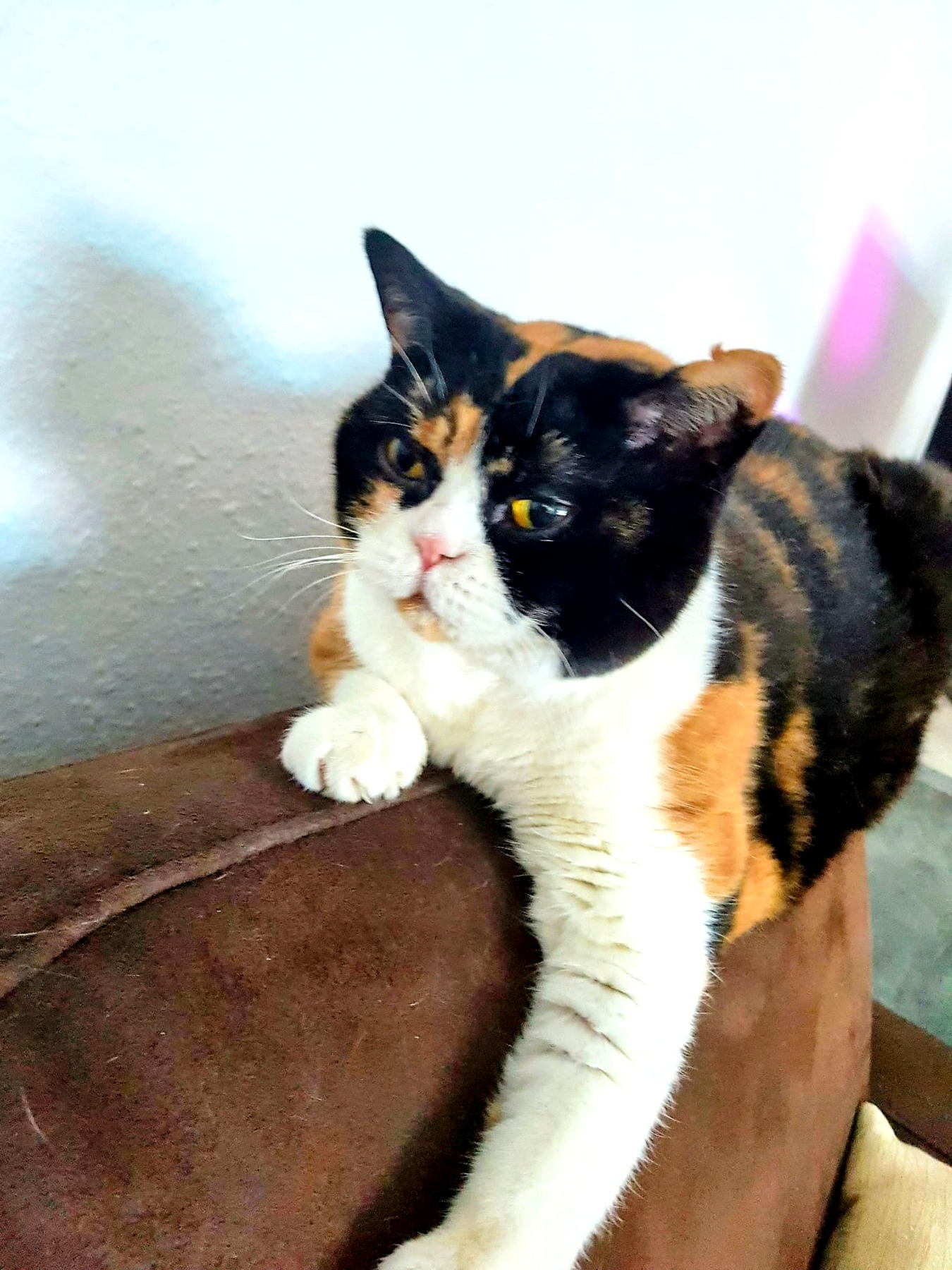 Katze bei der Betreuung in Krefeld